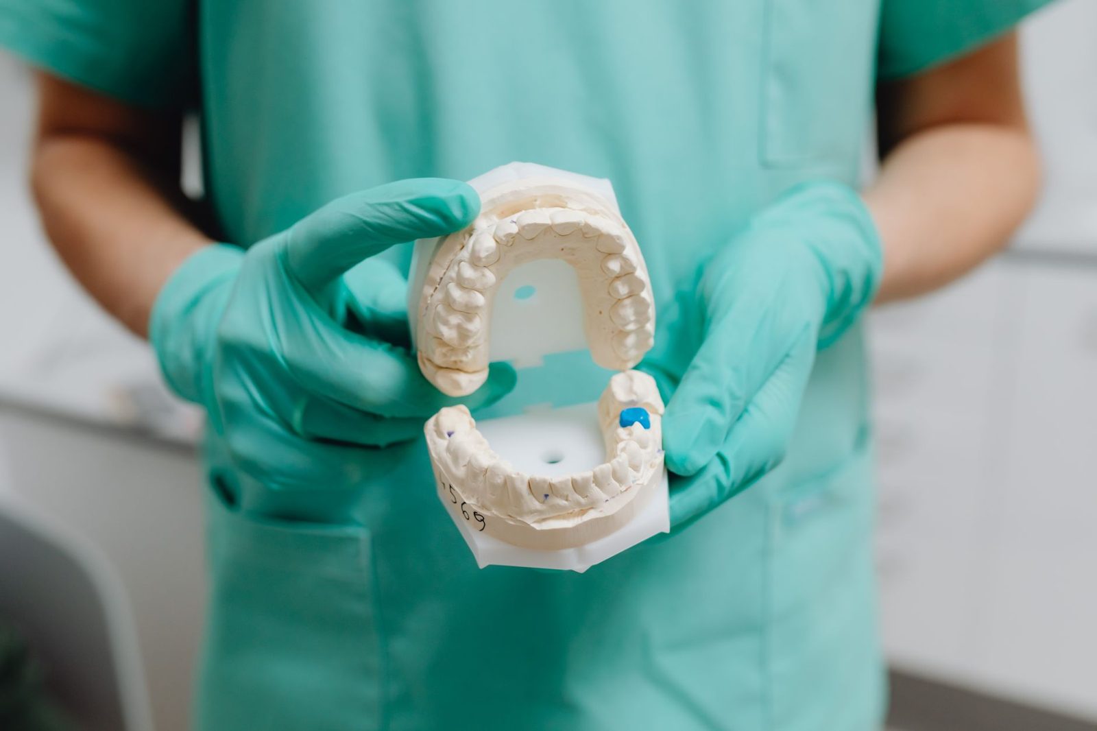 Dentist holding a dental model